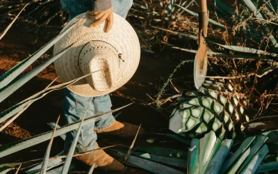 Importante: Consulta Oficial y Asesoría para tus Operaciones de Comercio Exterior