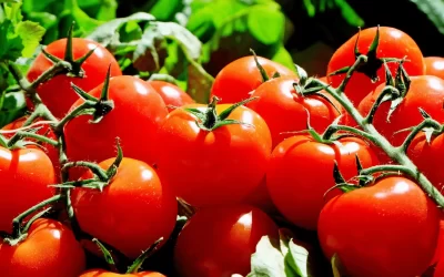 ACUERDO POR EL QUE SE MODIFICA EL DIVERSO POR EL QUE LA SECRETARÍADE ECONOMÍA Y LA SECRETARÍA DE AGRICULTURA Y DESARROLLO RURALESTABLECEN PRECIOS MÍNIMOS DE EXPORTACIÓN PARA EL TOMATE FRESCO.