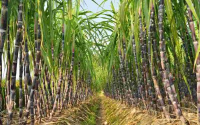 AVISO por el que se da a conocer el precio de referencia del azúcar base estándar para el pago de la caña de azúcar de la zafra 2025/2026, que propone el Comité Nacional para el Desarrollo Sustentable de la Caña de Azúcar.