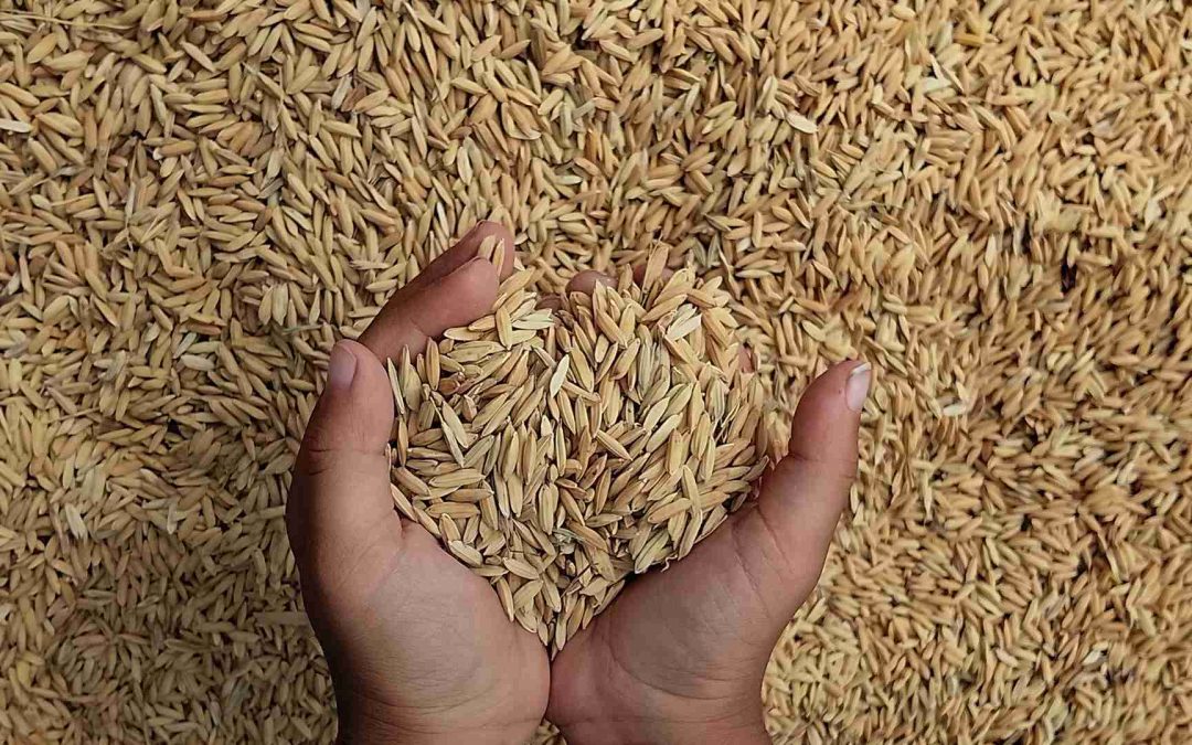 ACUERDO POR EL QUE SE DA A CONOCER EL CUPO PARA IMPORTAR ARROZ PADDY BAJO EL ARANCEL-CUPO QUE SE INDICA.